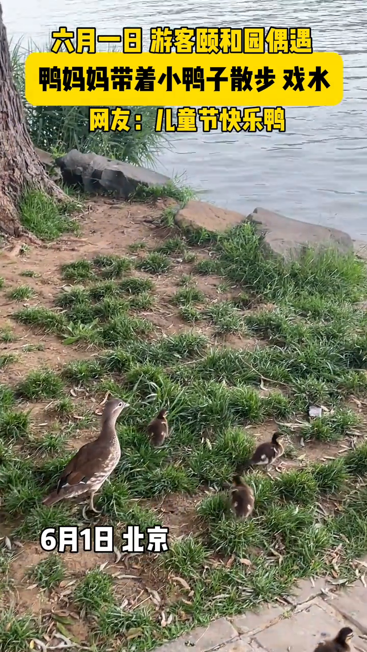 游客偶遇颐和园皇家鸭天团亲子巡游，网友：儿童节快乐鸭！