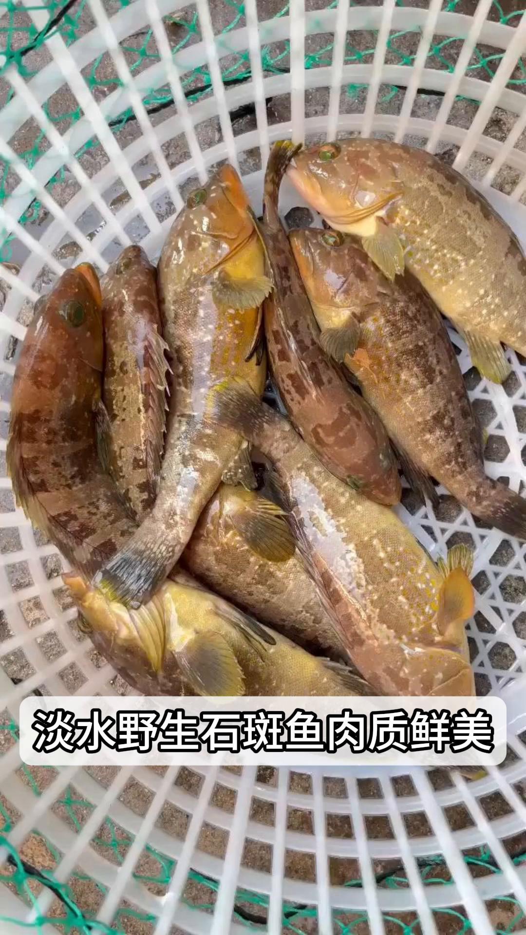 淡水野生石斑鱼,肉质鲜美,营养价值高
