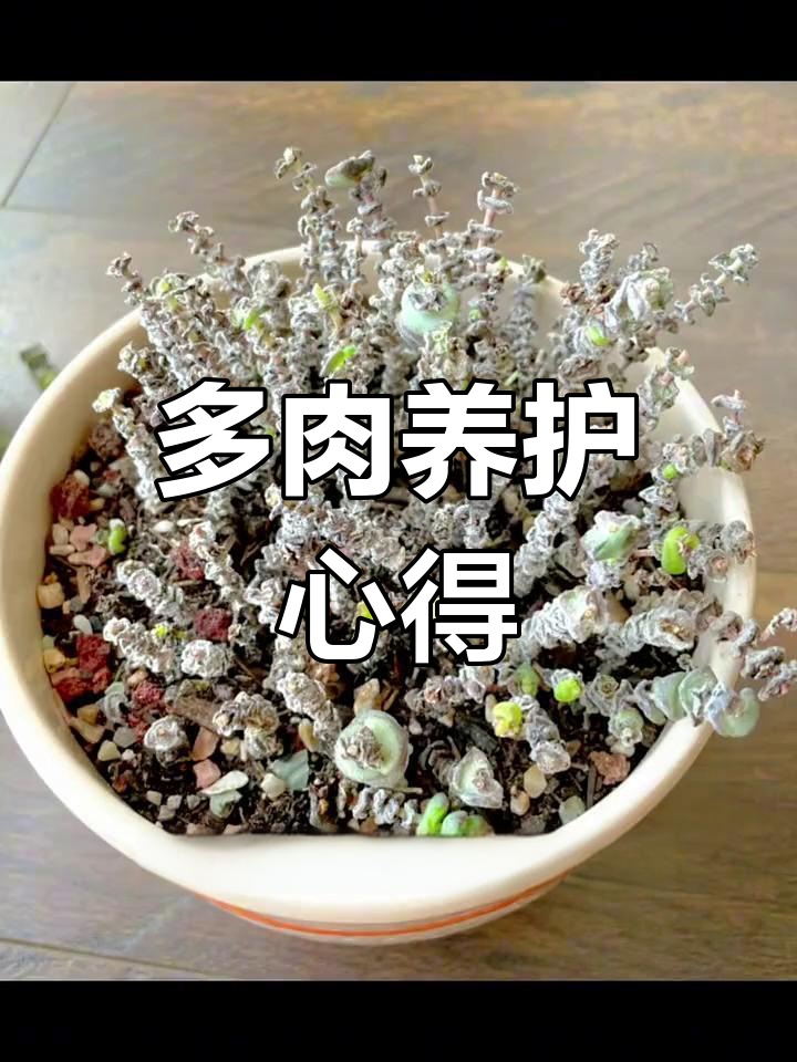 药锦多肉难养,心态放平,尽力而为吧