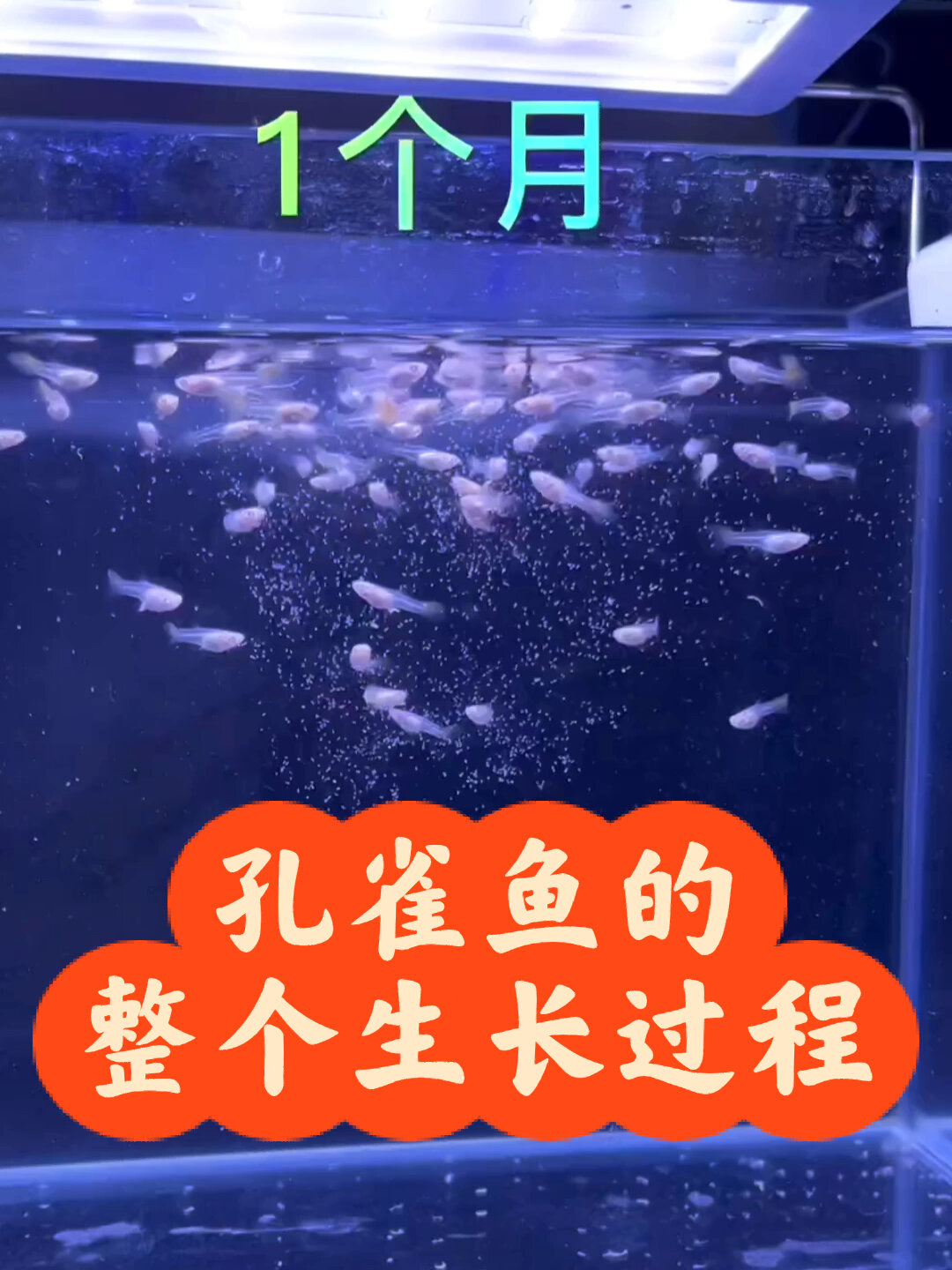 孔雀鱼整个详细生长过程介绍~