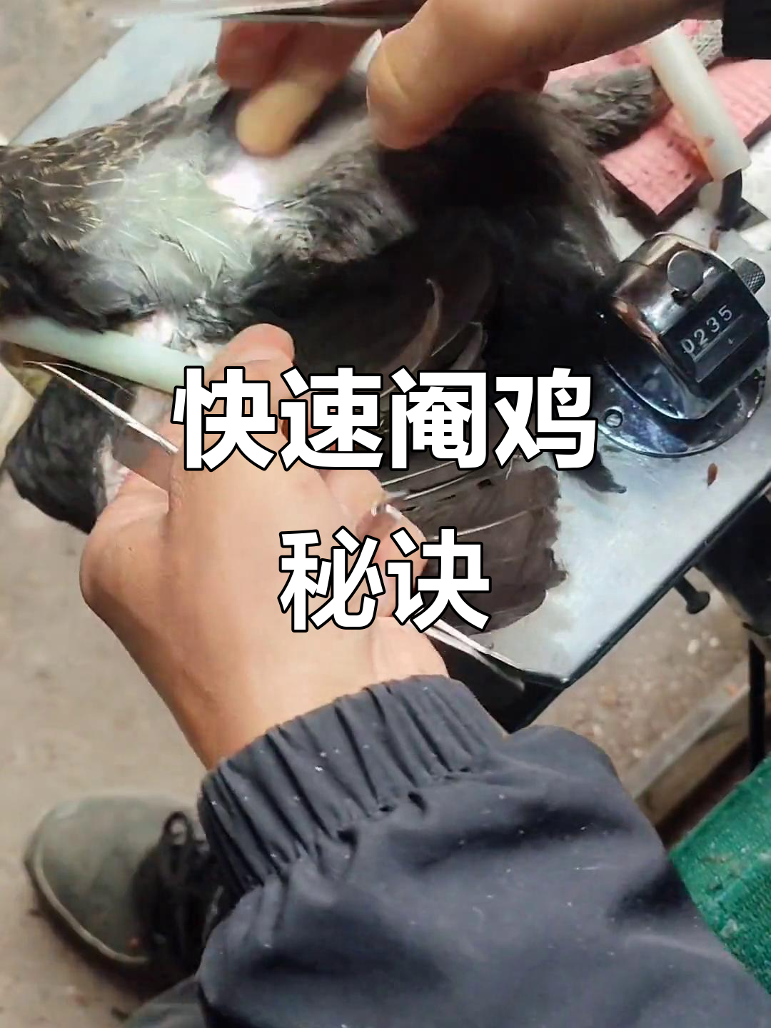 阉鸡技巧大揭秘,10秒内轻松完成!