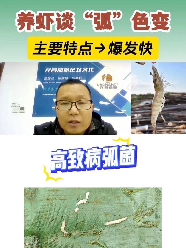 养虾谈“弧”色变，尤其高致病弧菌，主要特点就是爆发快！南美白对虾养殖 对虾养殖技术 龙昌动