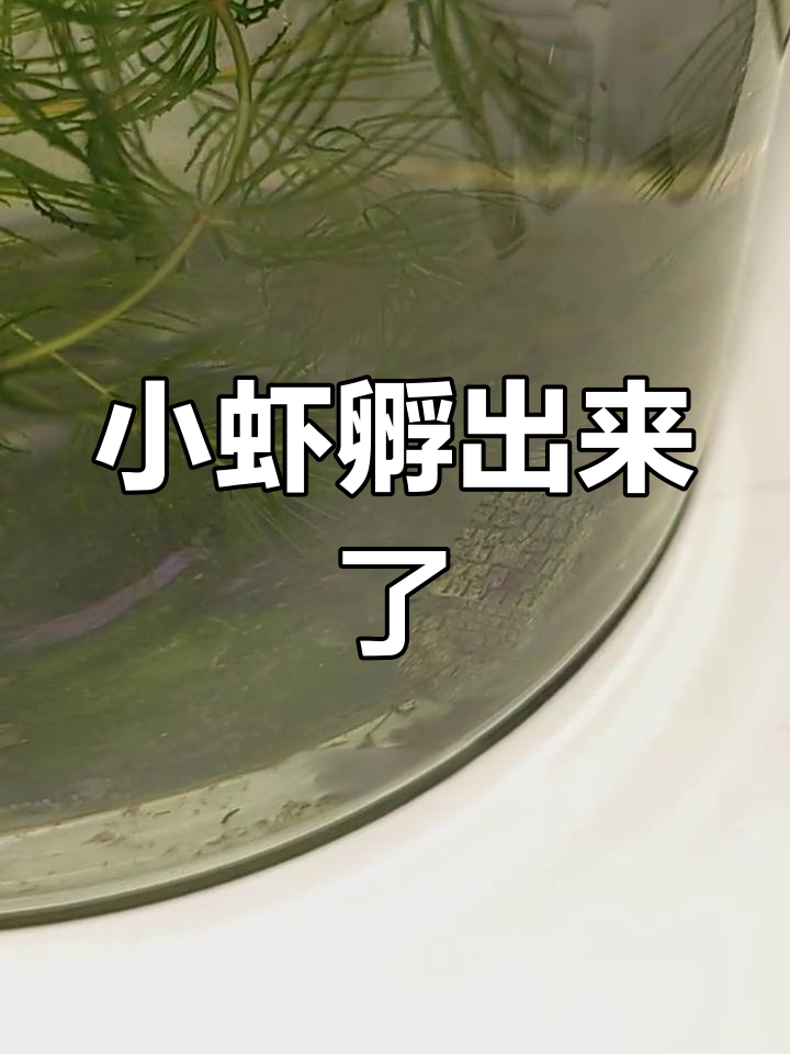 极火虾孵化成功,小虾像黑壳虾一样可爱