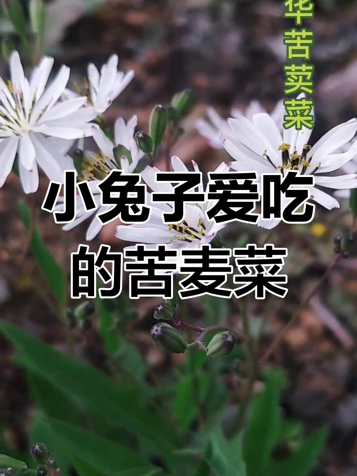 中华苦荬菜:小兔子的最爱,也是美味野菜