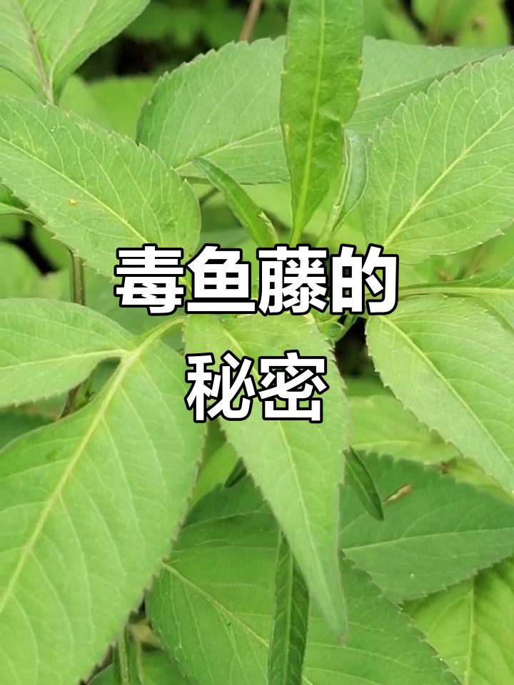 毒鱼藤:古人捕鱼的秘密武器,如今成农药和生物制药的原料