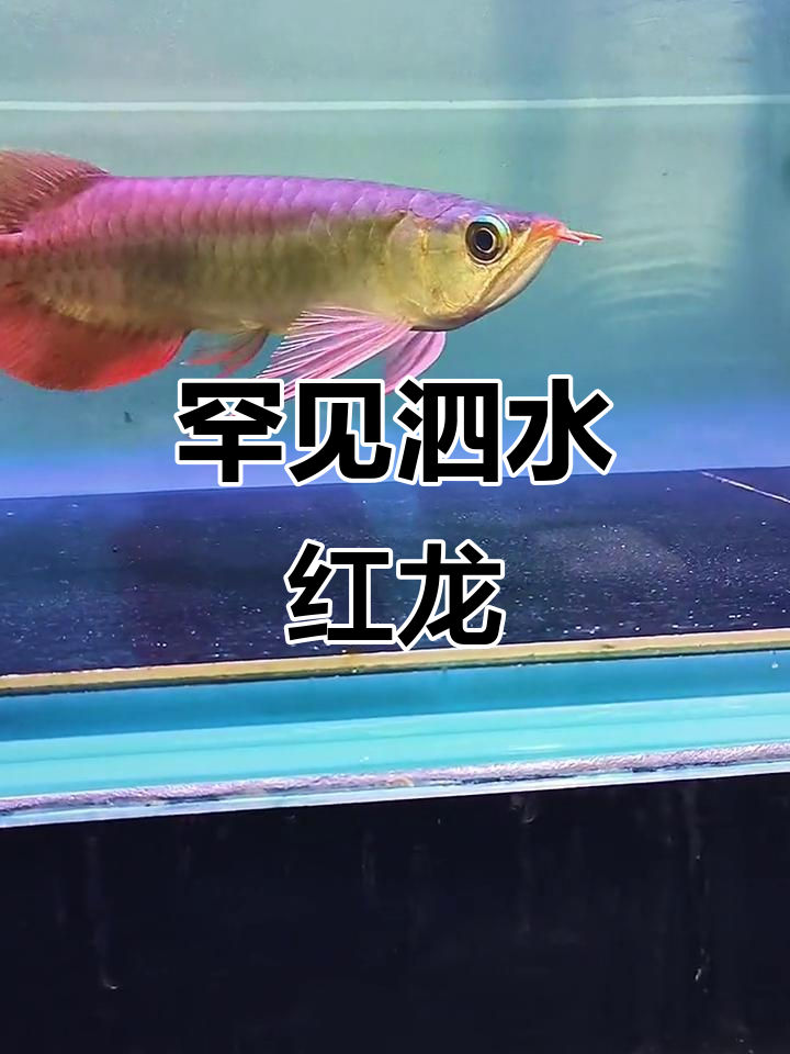 泗水红龙飞机翅,稀有品质不容错过