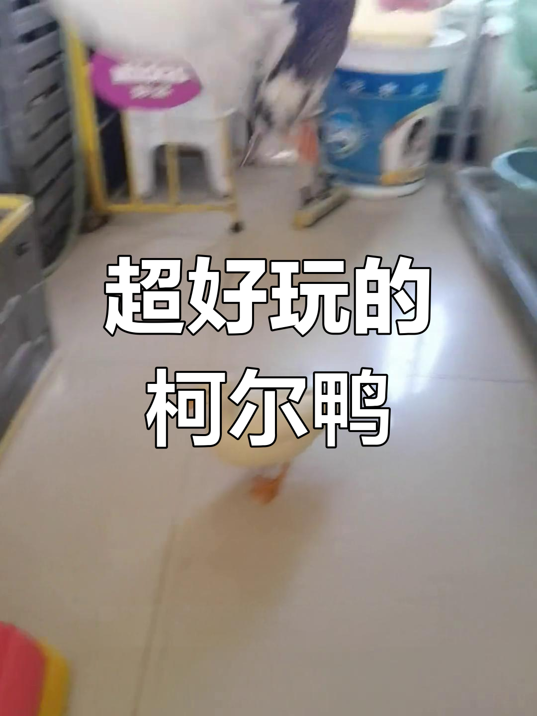 柯尔鸭的互动乐趣,超萌又聪明