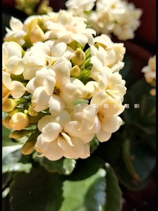 长寿花:香草、浅絮,巴索