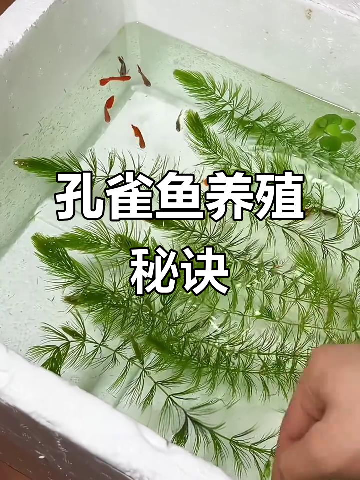 想让孔雀鱼爆缸?试试金鱼藻,轻松提升水质与繁殖力!