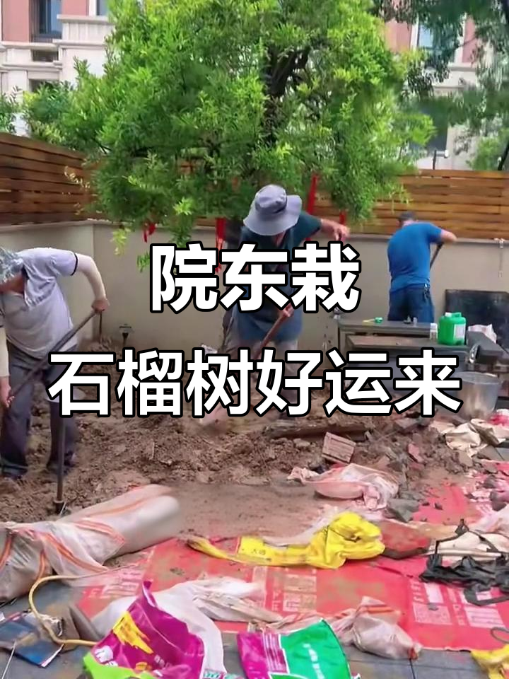 在院子东侧种石榴,寓意吉祥如意、多子多福