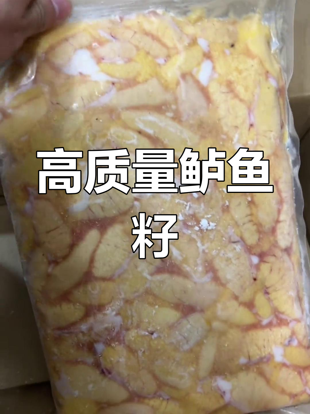 新鲜鲈鱼籽与鱼泡批发,品质保障