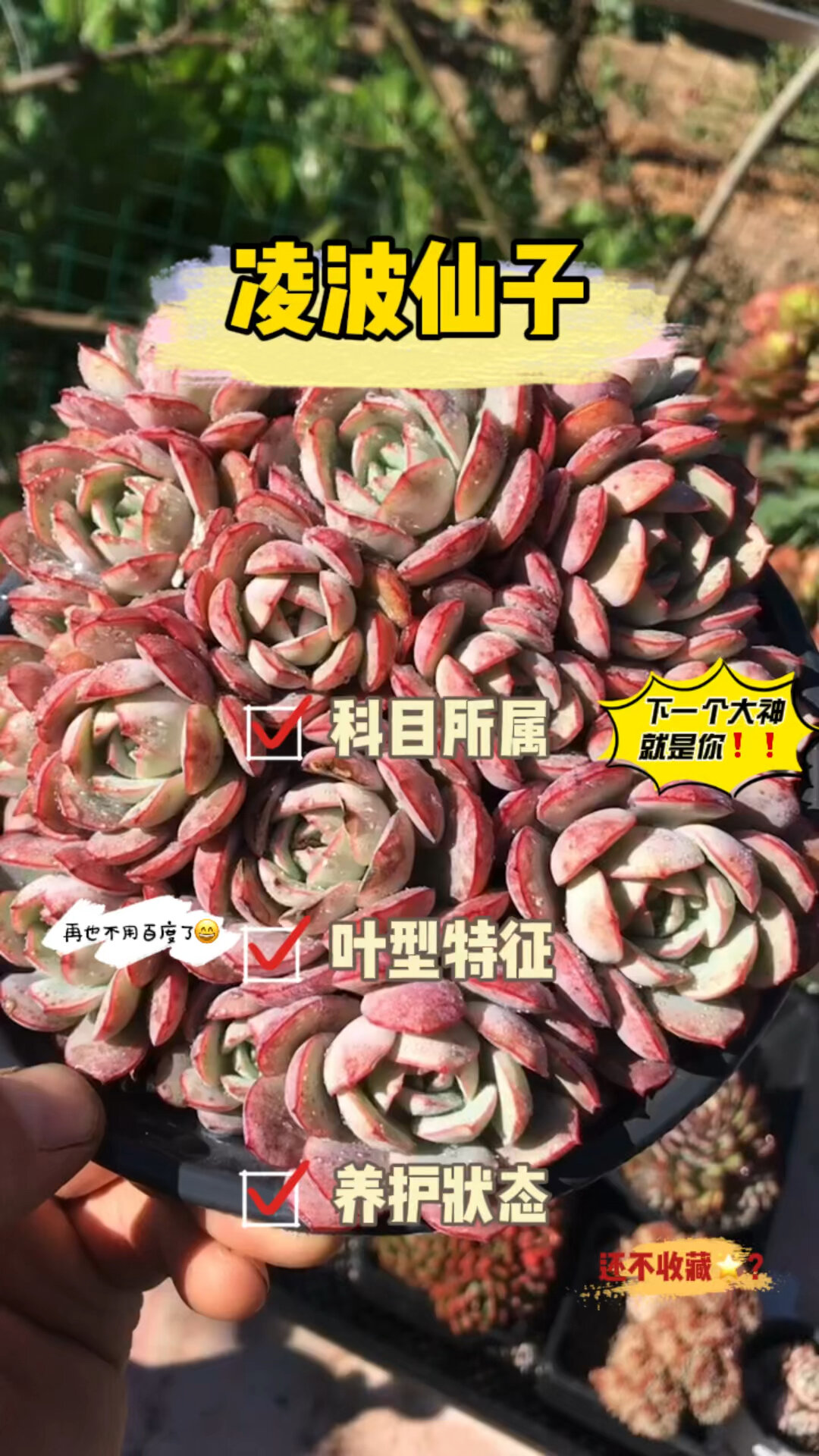 多肉植物:凌波仙子