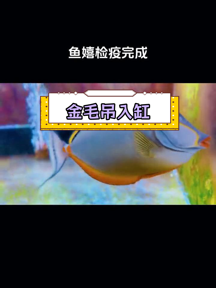 完成检疫的金毛吊海水鱼