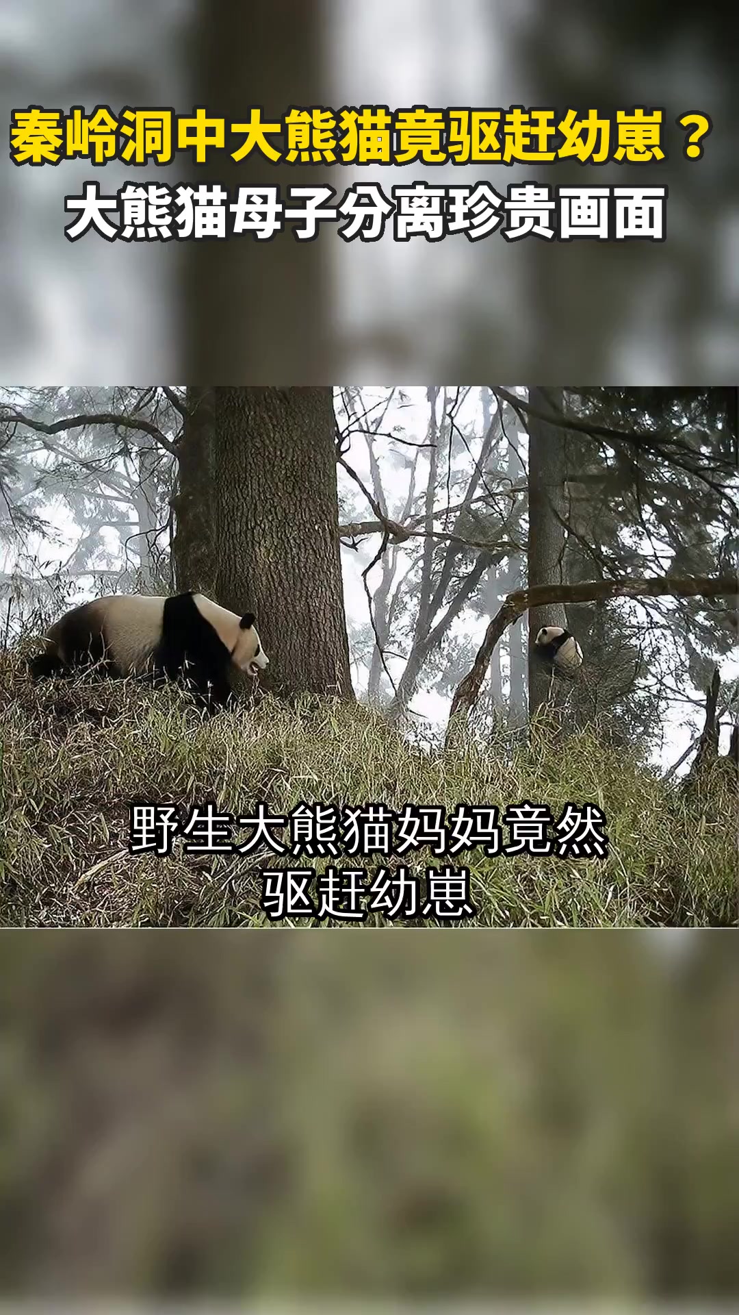 秦岭洞中大熊猫竟驱赶幼崽?大熊猫母子分离珍贵画面
