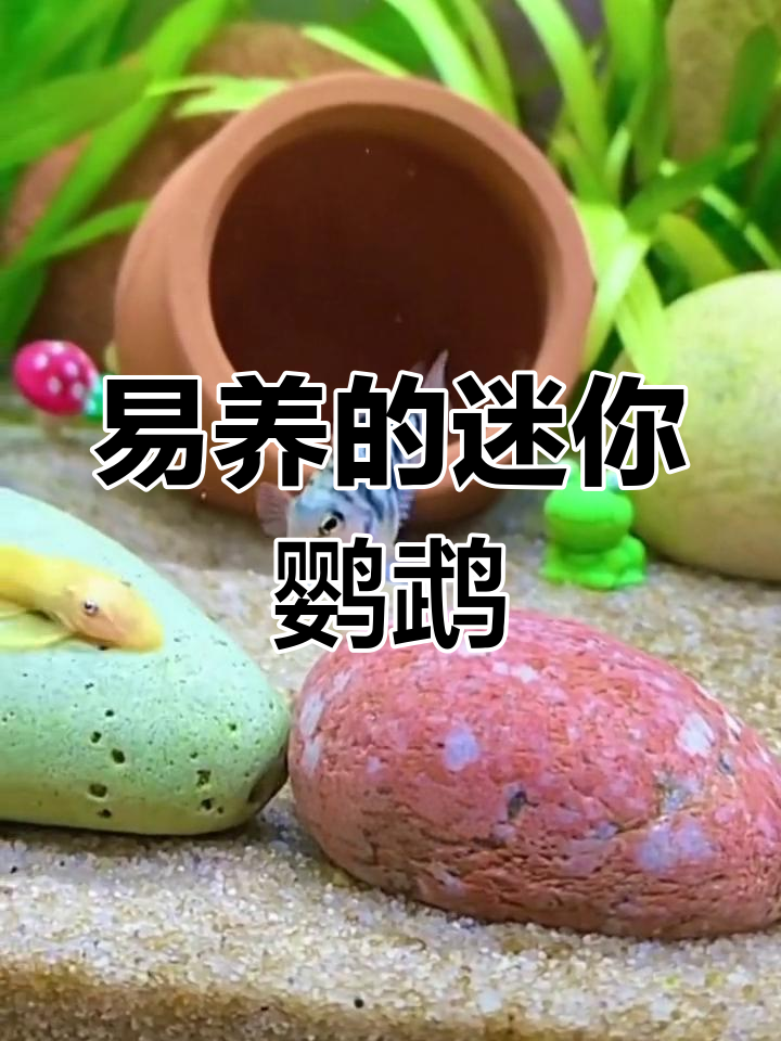 迷你鹦鹉鱼:小巧可爱的热带观赏鱼