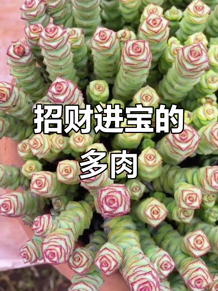 多肉钱串,寓意满满金钱来袭!