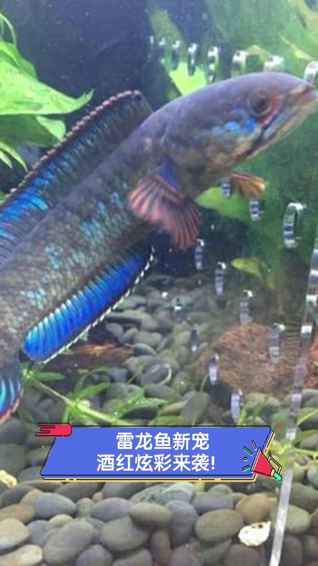 雷龙鱼新宠,酒红炫彩来袭!