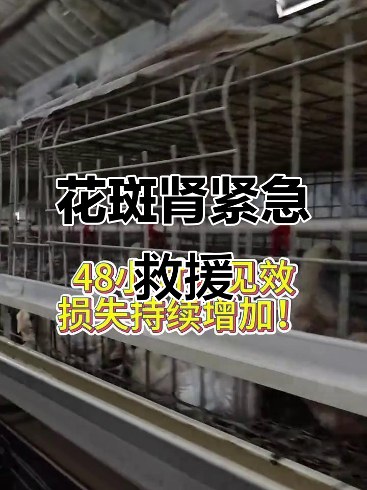 鸡群花斑肾爆发,快速应对方案让损失减半
