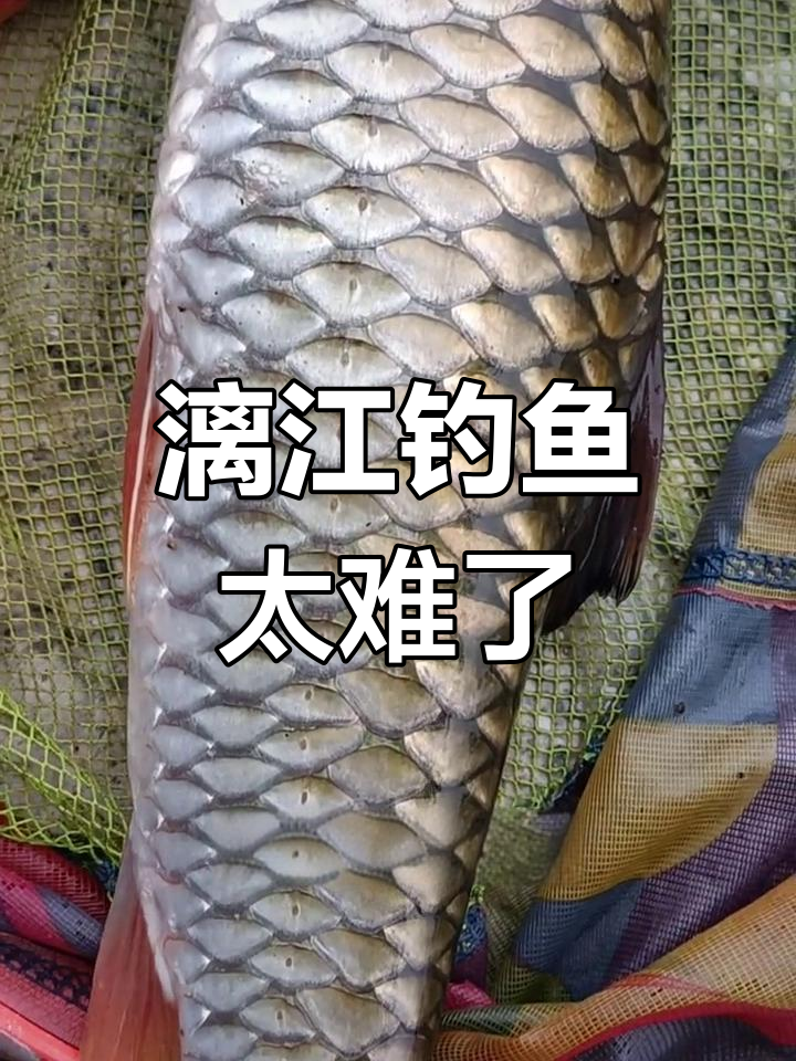 桂林漓江钓鱼挑战,难到绝望