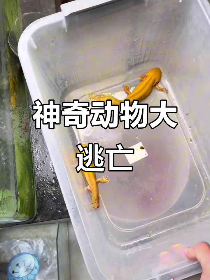 六角恐龙鱼集体跳缸,金色黑色都有!