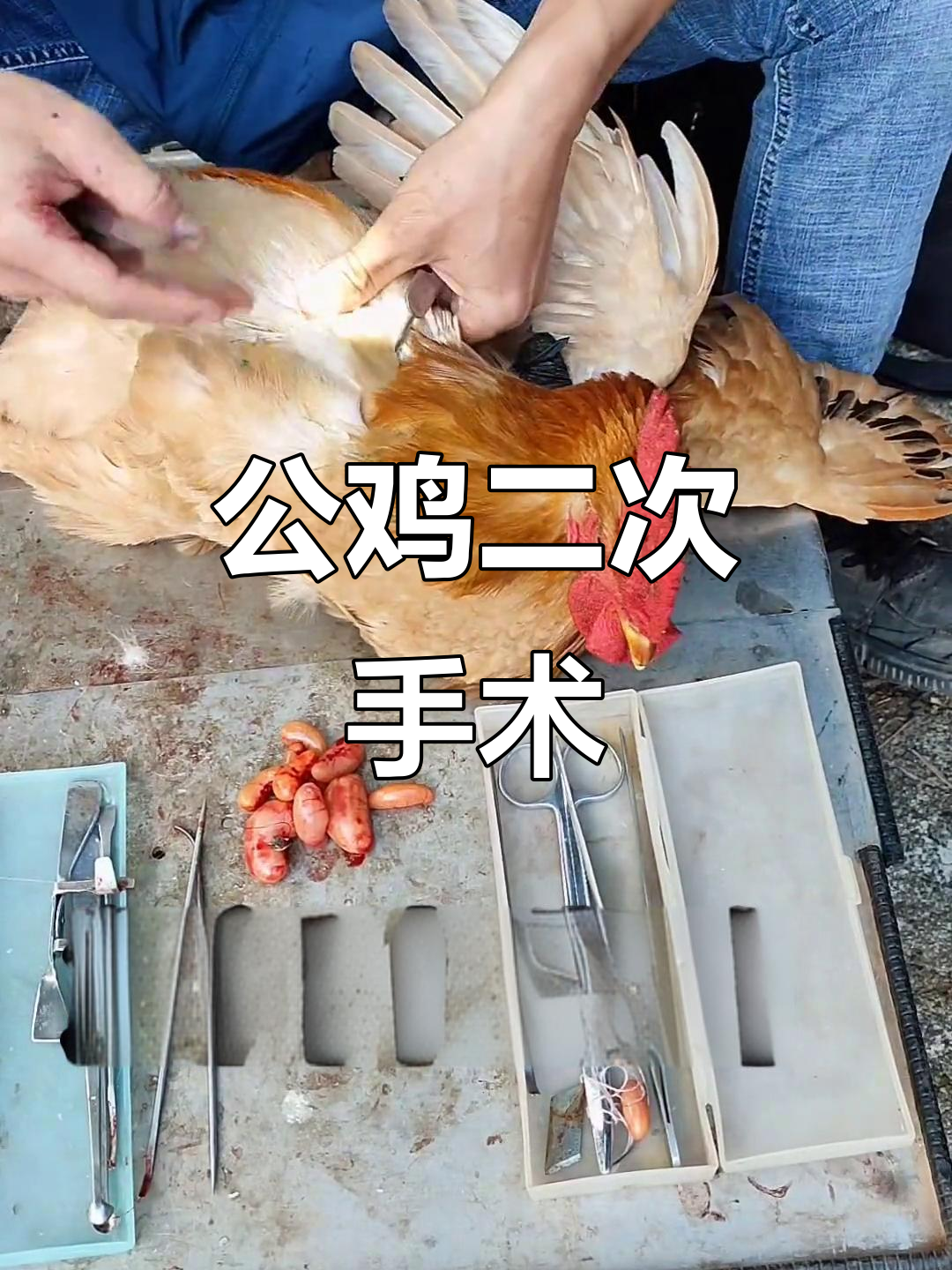 杂生公鸡二次手术，清除残留蛋，确保阉割成功