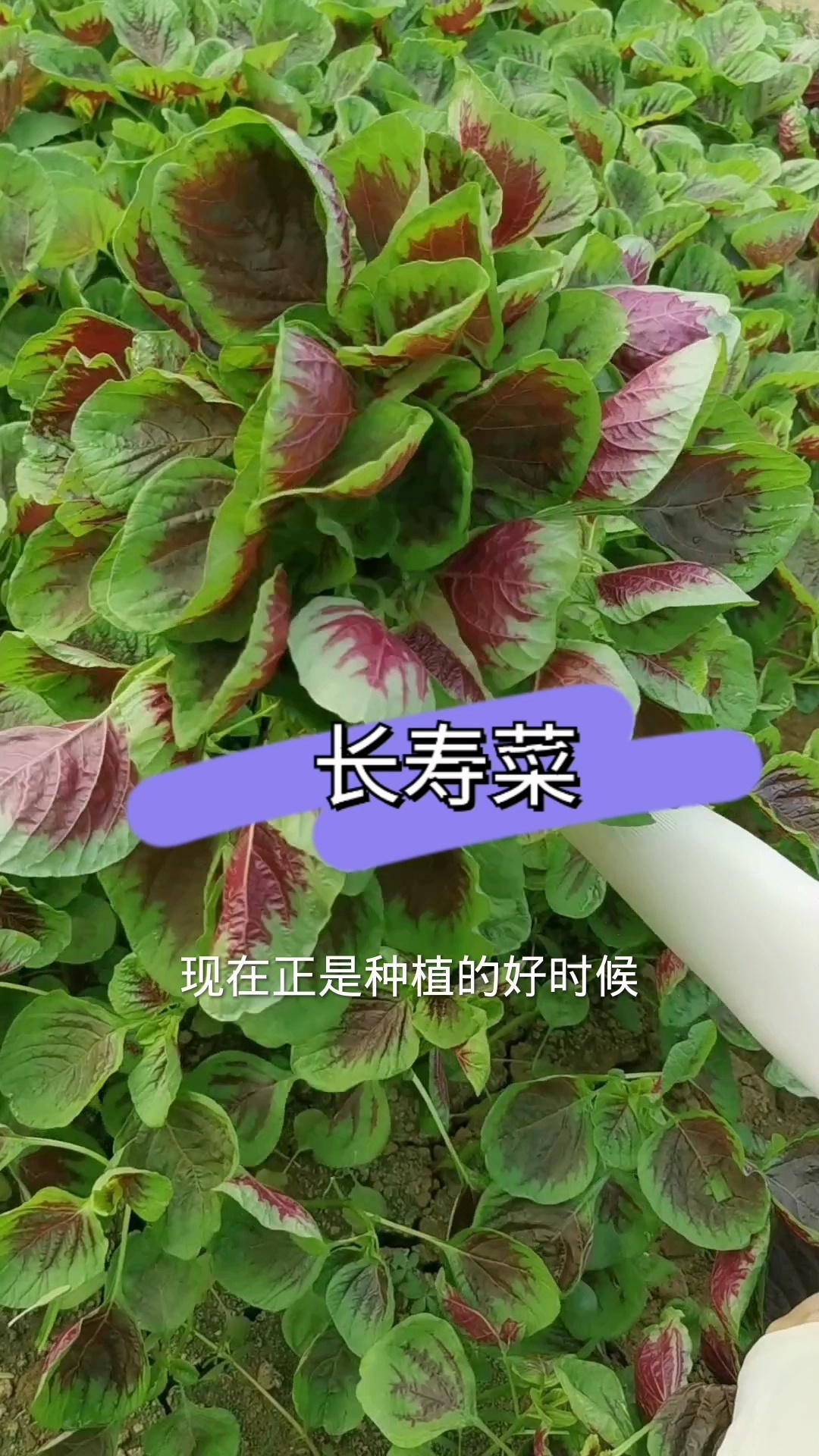 苋菜也叫长寿菜补血菜,它非常耐热,该种了