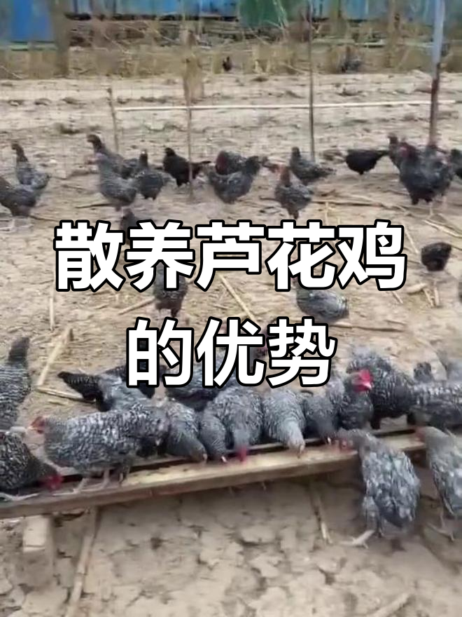 芦花鸡散养优势:公母搭配,肉蛋双丰收