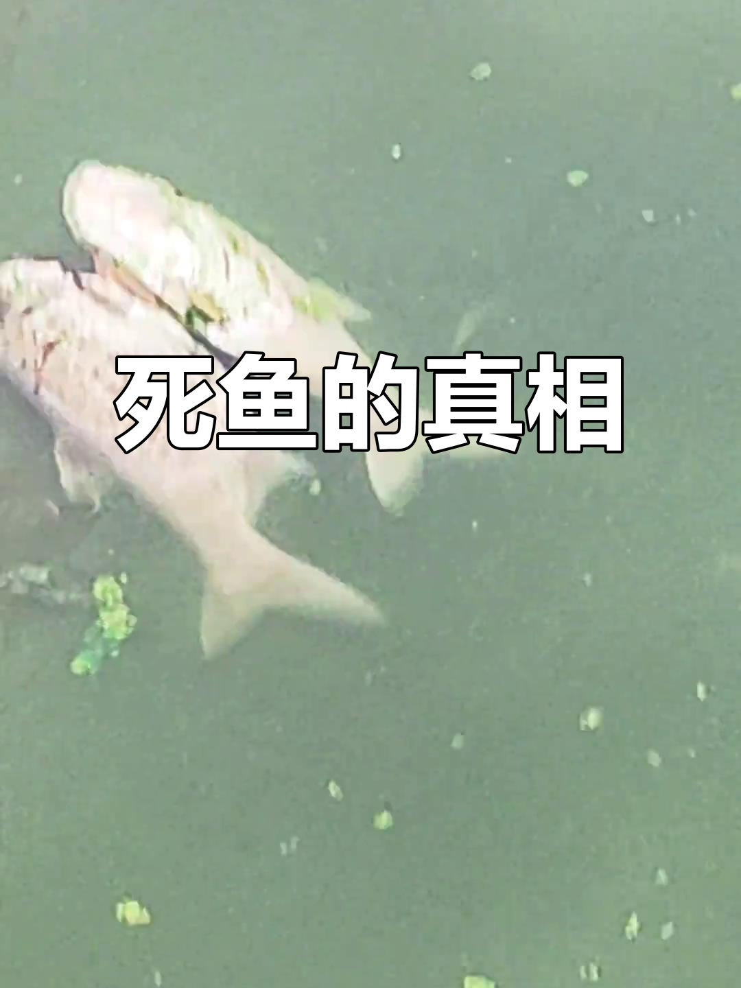 死鱼事件,什么情况?