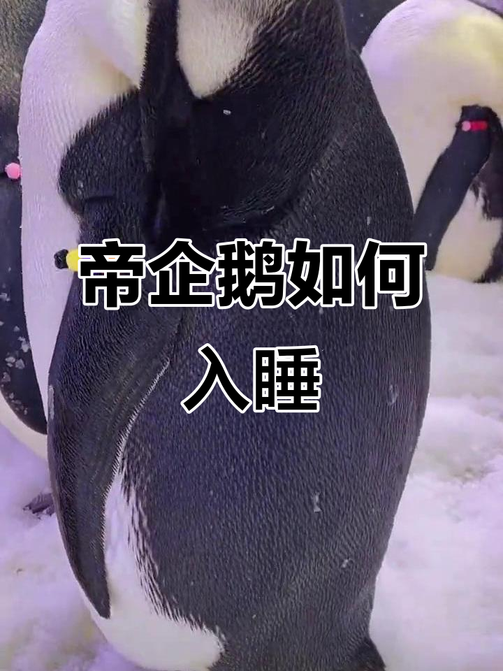 帝企鹅的奇特睡姿,竟然这样睡觉!