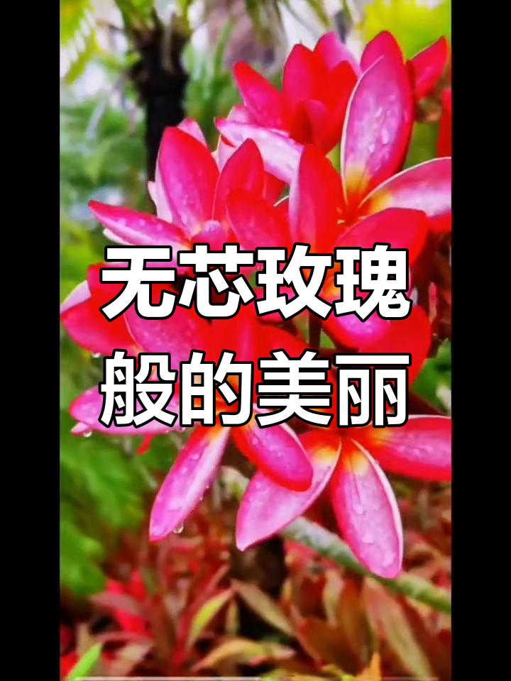 玫红色鸡蛋花,没有花蕊却一样美丽