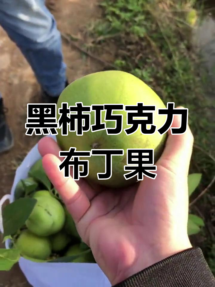 黑柿巧克力布丁果,优质果树苗出售