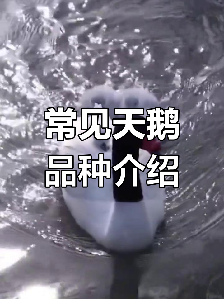 天鹅种类大揭秘:黑颈、小天鹅等全解析