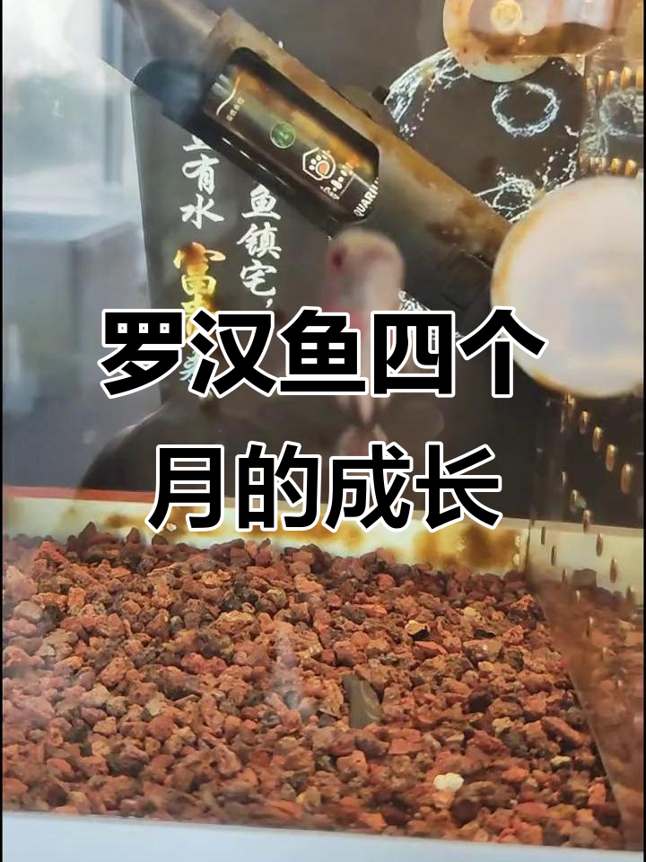 罗汉鱼四个月变化大揭秘,头瘤爆发超惊艳