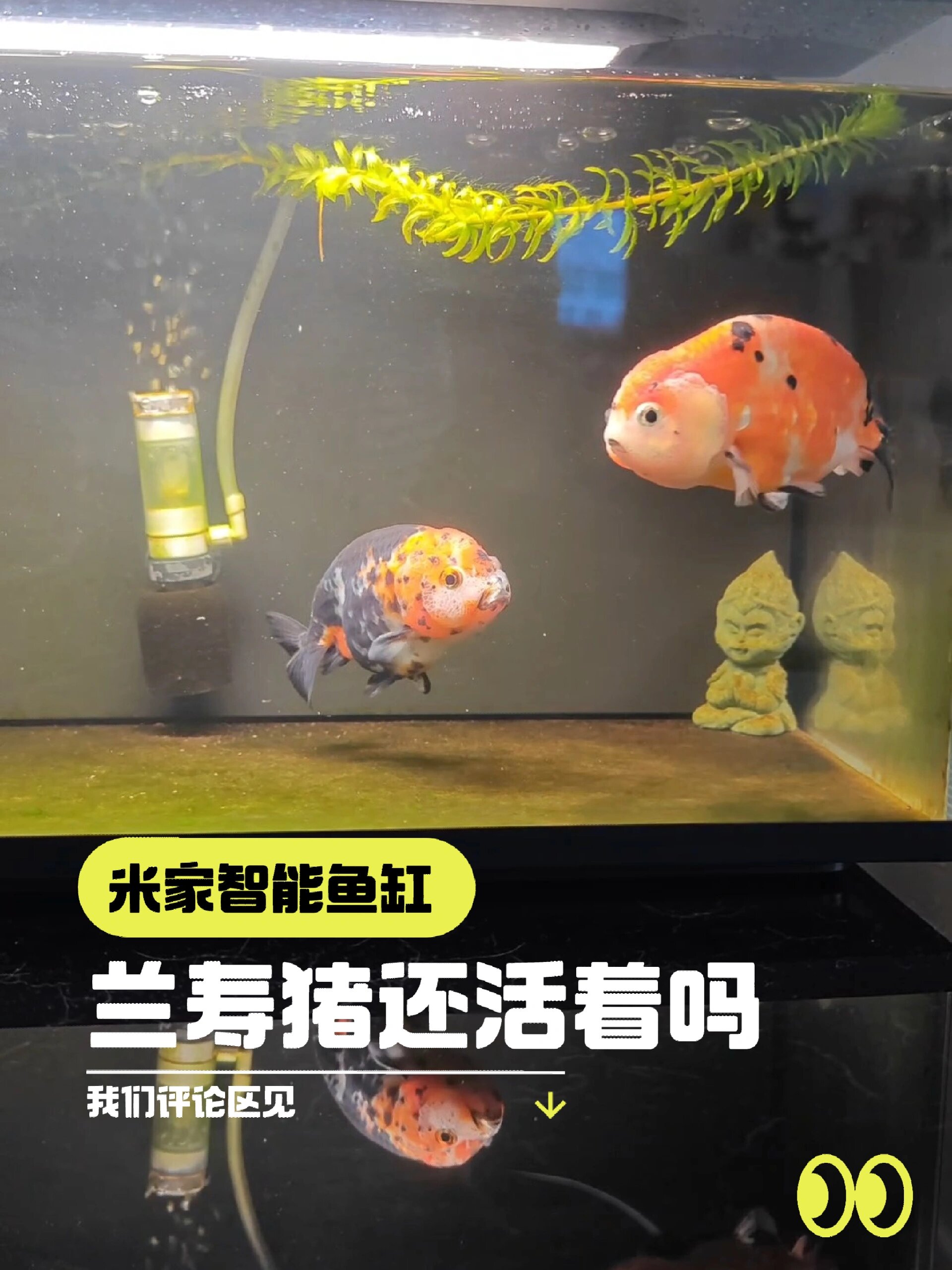 小米米家智能鱼缸长测:兰寿金鱼它活下来了