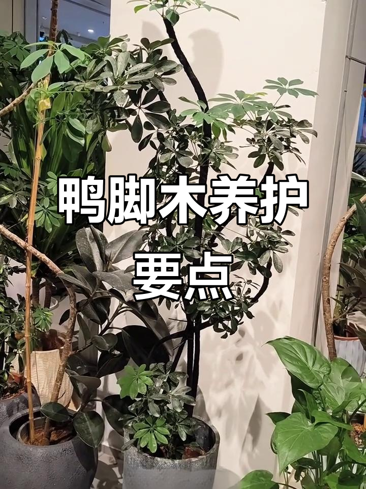 鸭脚木养护全攻略：光照、摆放位置与技巧
