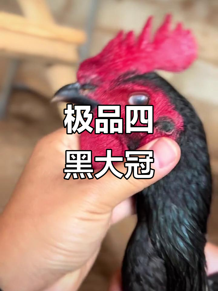 四黑大冠斗鸡,震撼来袭!