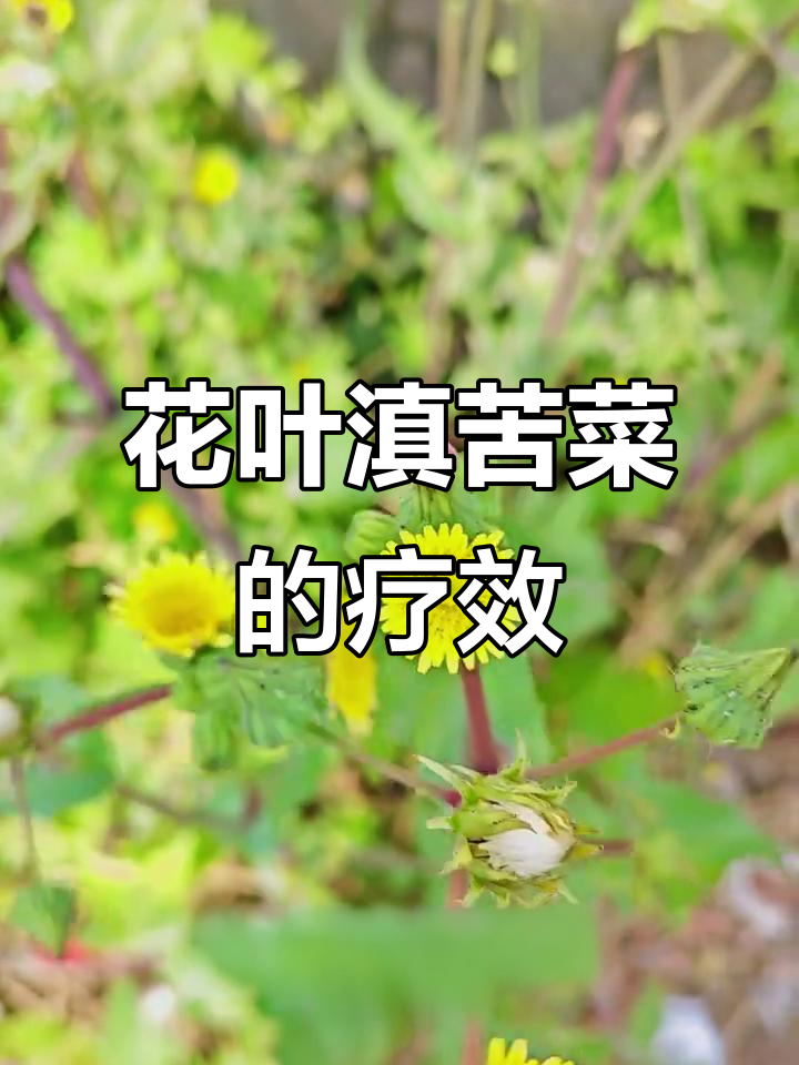花叶滇苦菜:清热解毒,凉血消炎的野生草本植物