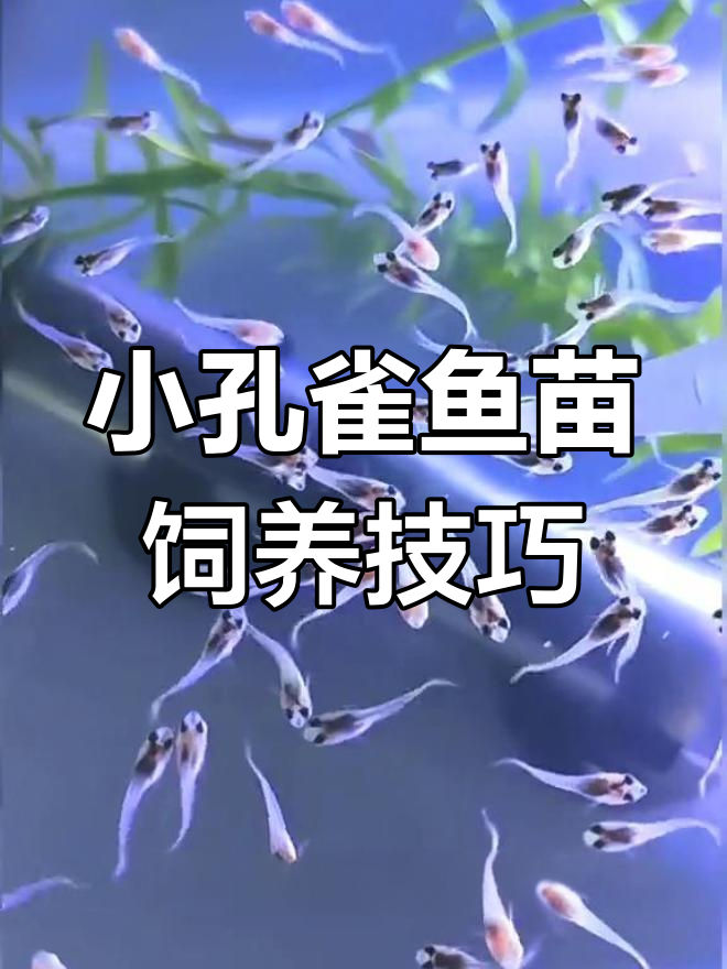 刚出生孔雀鱼苗如何喂养?掌握这三点让它们健康成长