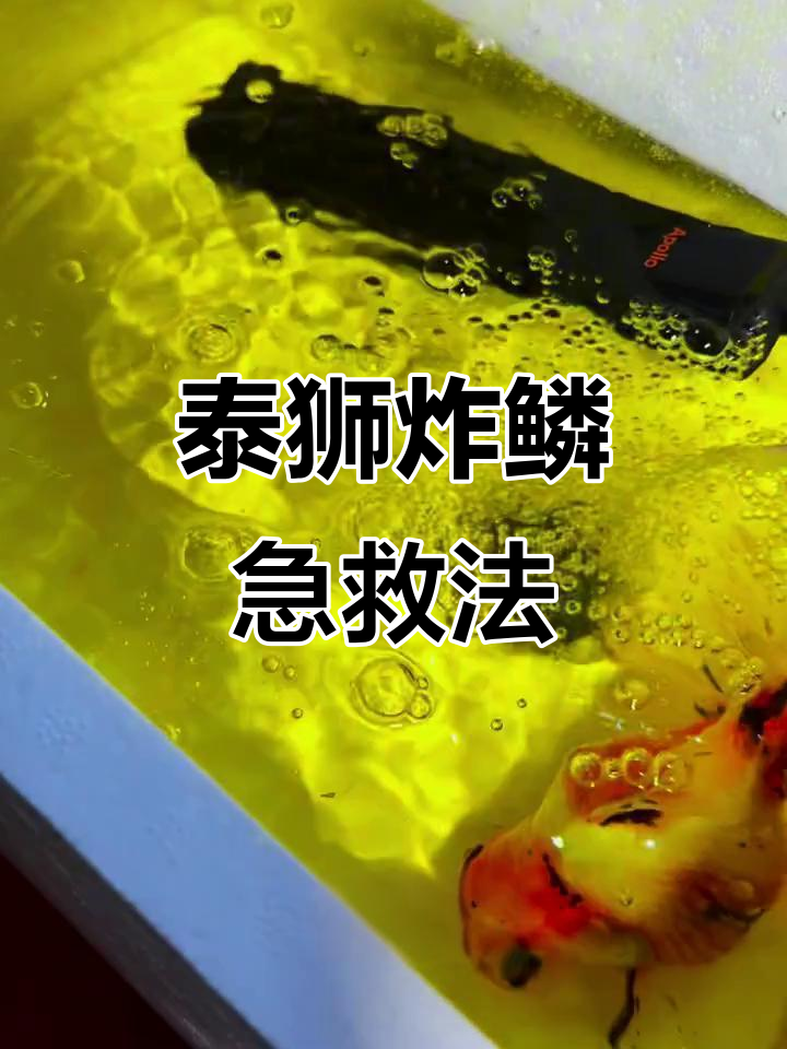 泰狮兰寿炸鳞怎么办?快速治疗方法大公开