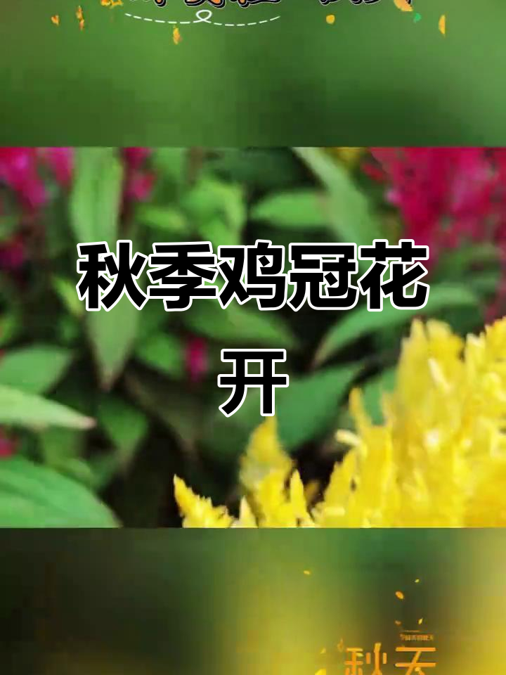 立秋与白露相遇,鸡冠花盛开,秋风带来一抹鲜艳的色彩
