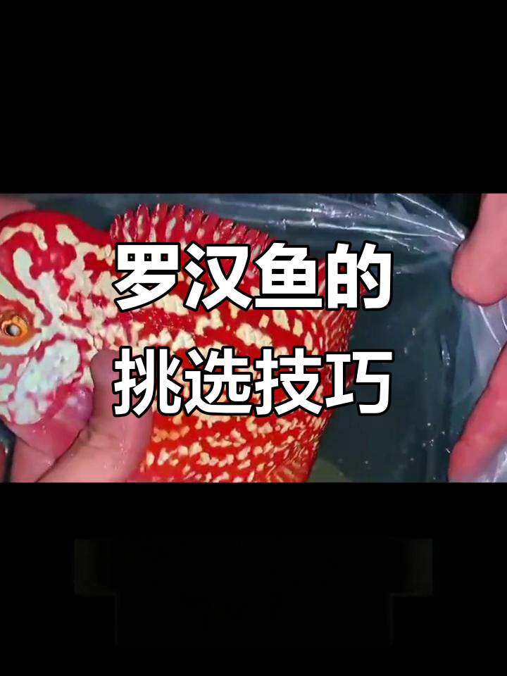 如何挑选罗汉鱼？颜色、拉线纹路全解析