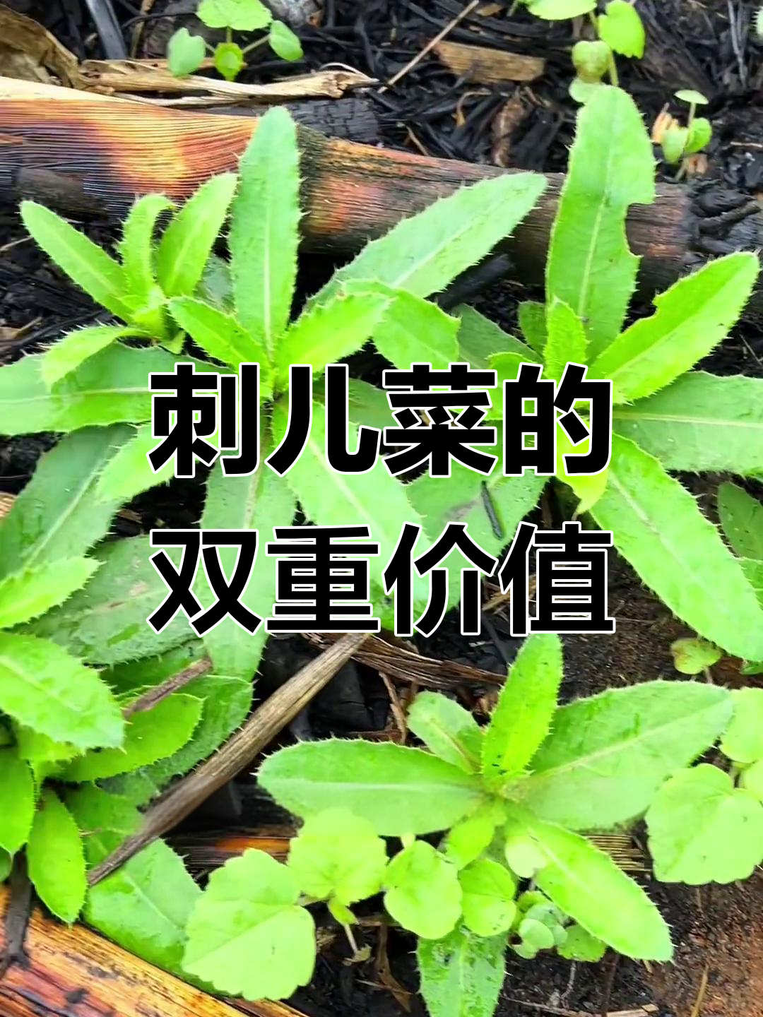 刺儿菜嫩时可食,老时更有价值,竟有人专门收购!