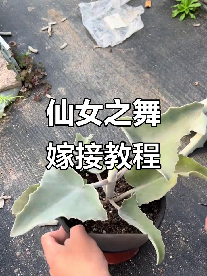 白衣仙女之舞多肉嫁接技巧,轻松掌握批接法