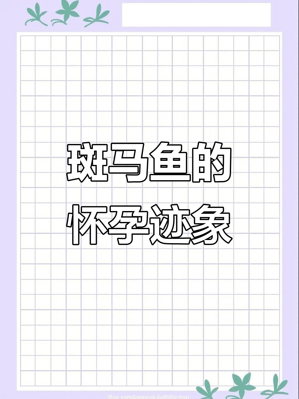 斑马鱼肚子大了,难道是怀孕了?试试繁殖看看