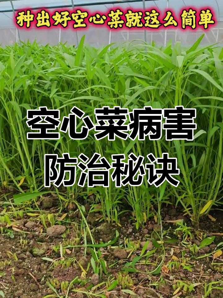 大棚空心菜种植技巧:防病管理全攻略