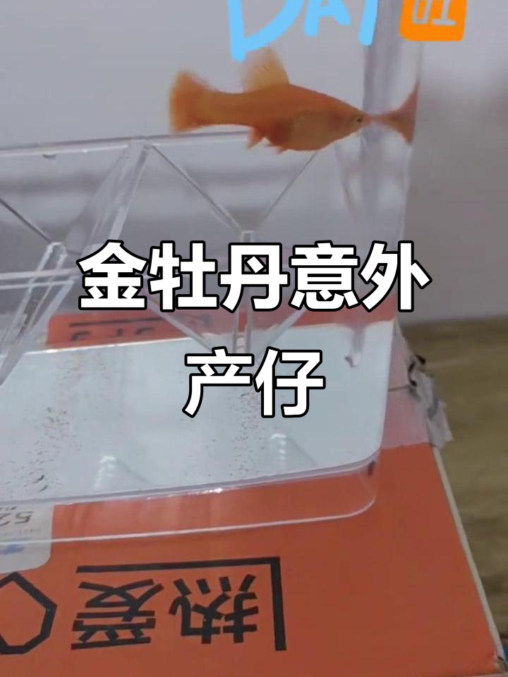 随便买的金牡丹，竟然自己生小鱼了，真是省心又惊喜！