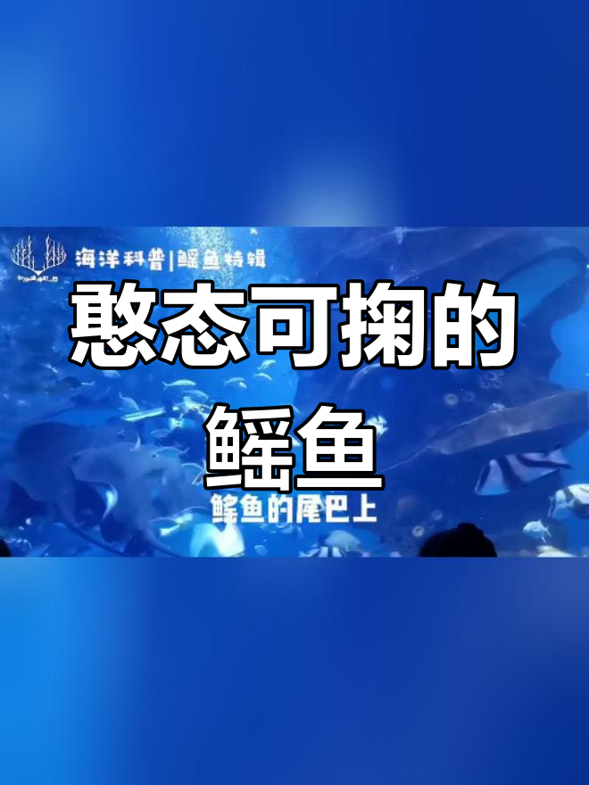 海洋中的萌呆天使:鳐鱼揭秘