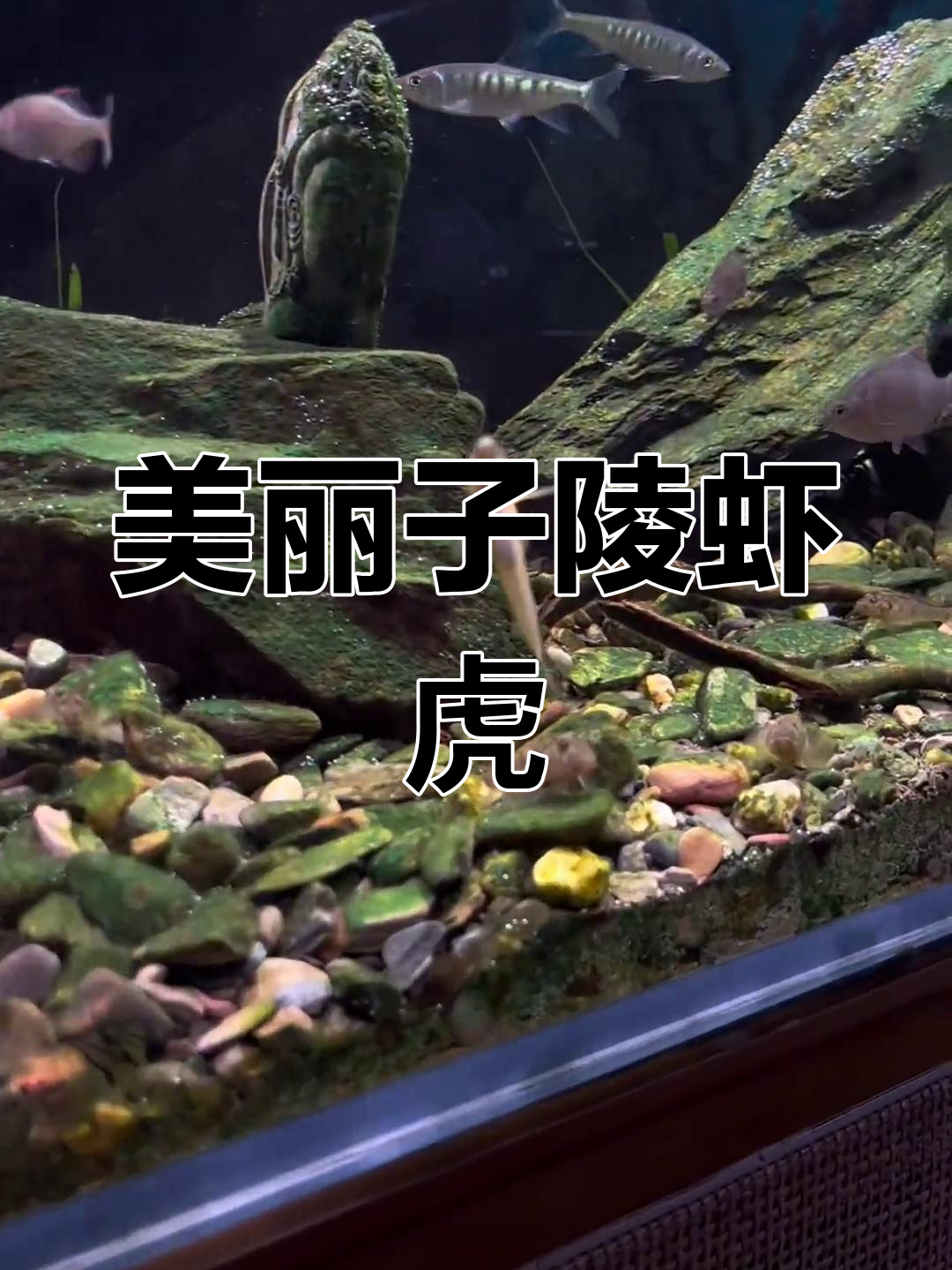 子陵虾虎鱼,南方常见又美丽的野采好选择