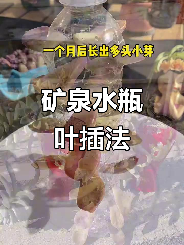 用矿泉水瓶叶插多肉,简单又高效,轻松拥有十几盆