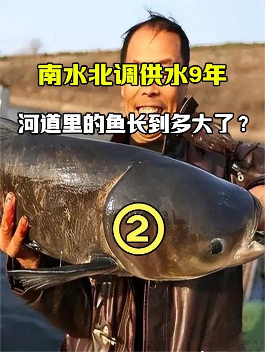 南水北调供水9年,水里会有鱼吗?鱼能长多大?(1)